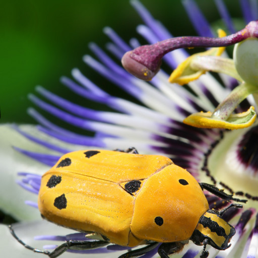 Passiflora Caerulea
