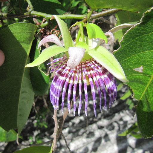 Passiflora Laurifolia