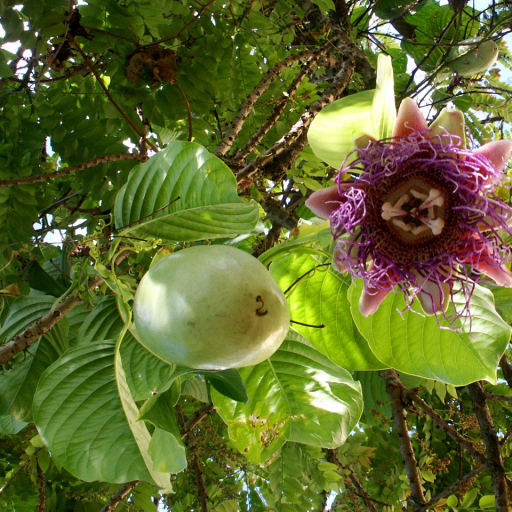 Passiflora Quadrangularis