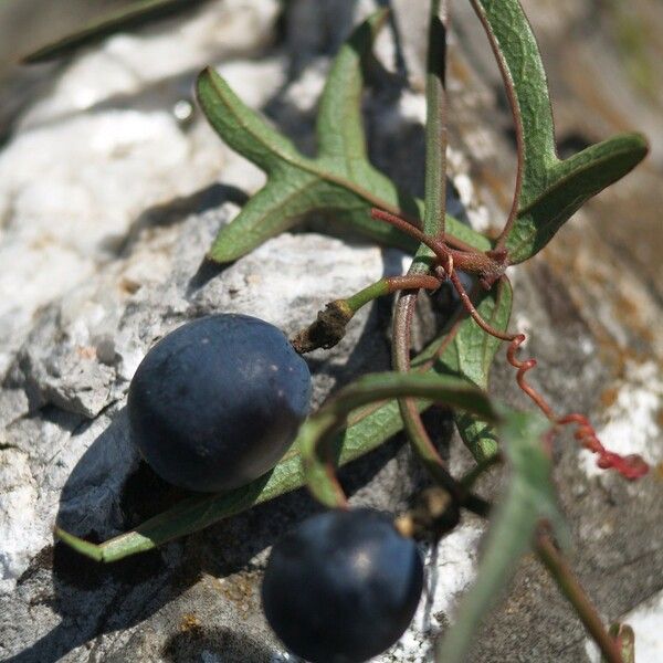 Passiflora Tenuiloba