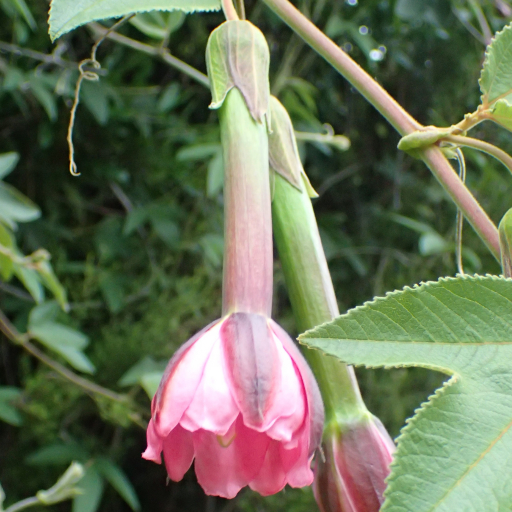 Passiflora Tripartita