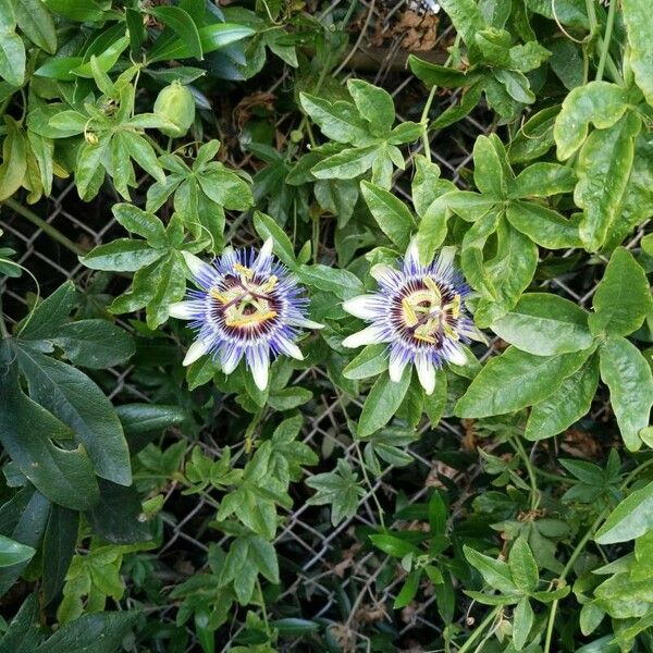 Passiflora × Violacea