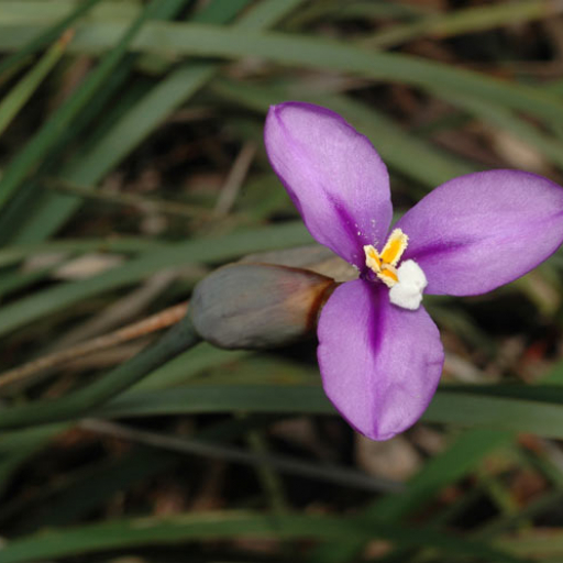 Patersonia Occidentalis