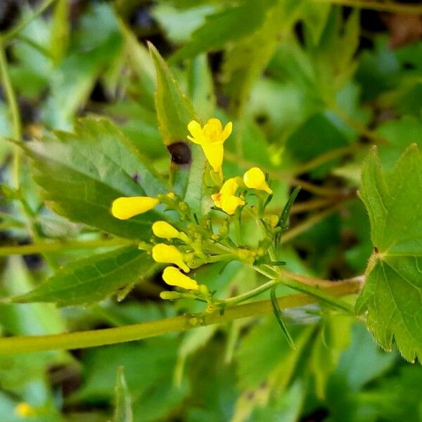 Patrinia Trifoliata