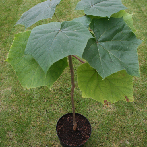 Paulownia 9501 – 10 To 100,000 Seeds Hybrid - Kiribaum, Princess Tree, Royal Empress Tree, Fastest Growing Tree In The World - Foto 3