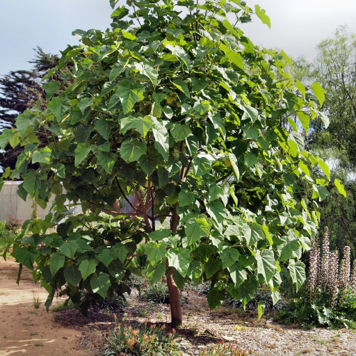 Paulownia Kawakamii