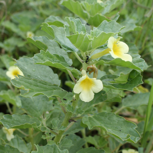 Pedalium Murex