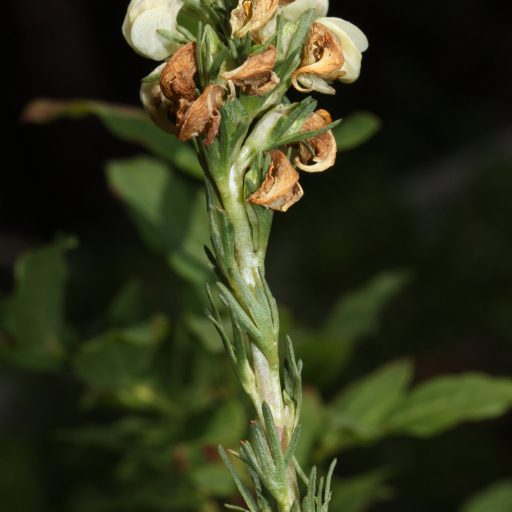 Pedicularis Contorta