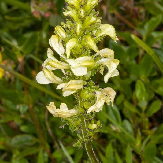 Pedicularis Elongata