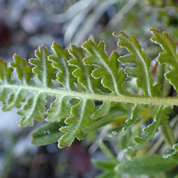 Pedicularis Gyroflexa