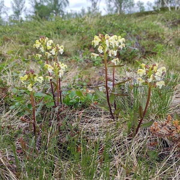 Pedicularis Lapponica