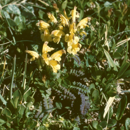 Pedicularis Oederi