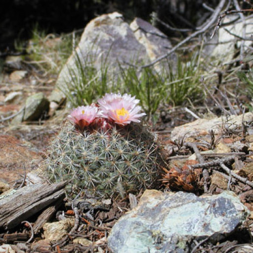 Pediocactus Simpsonii