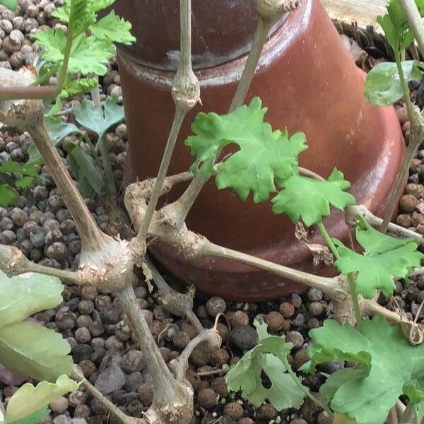 Pelargonium Gibbosum