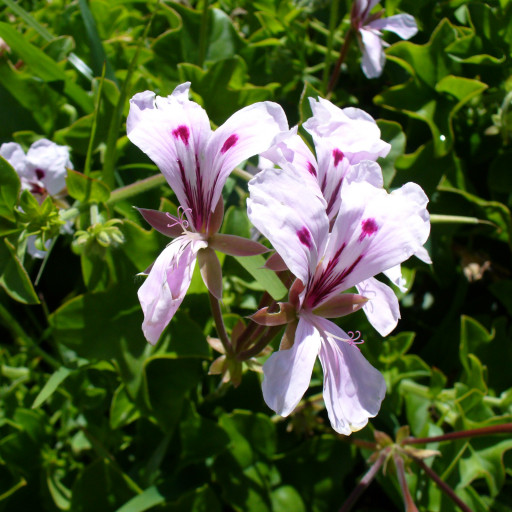 Pelargonium Peltatum