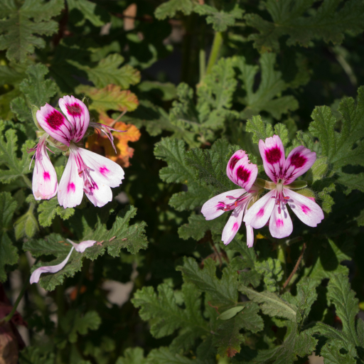 Pelargonium Quercifolium