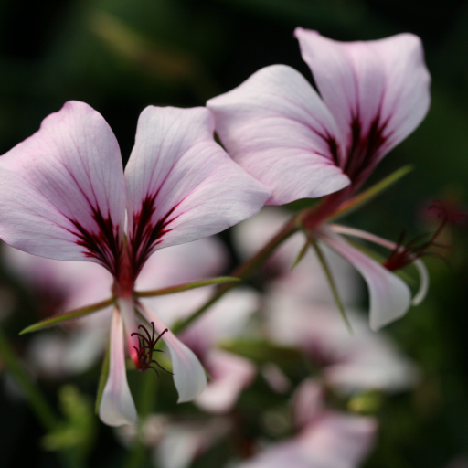Pelargonium Tetragonum