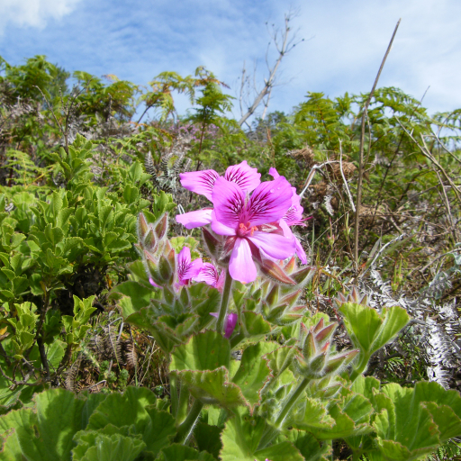 Pelargonium X Domesticum