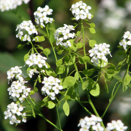 Peltaria Alliacea
