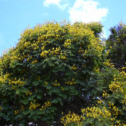 Peltophorum Pterocarpum