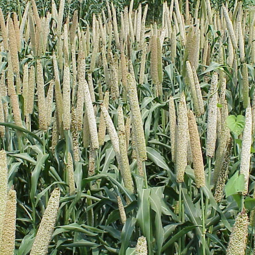 Pennisetum Glaucum
