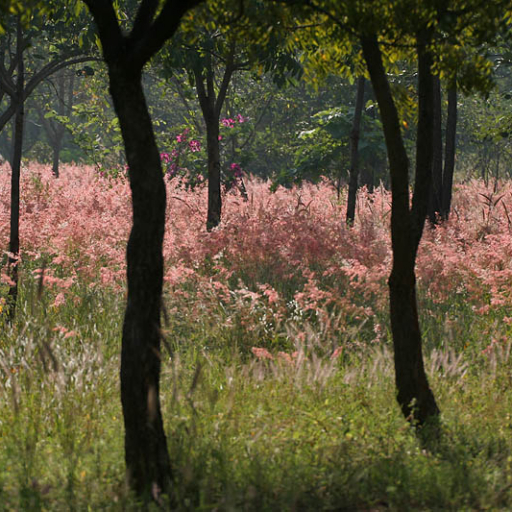 Pennisetum Pedicellatum