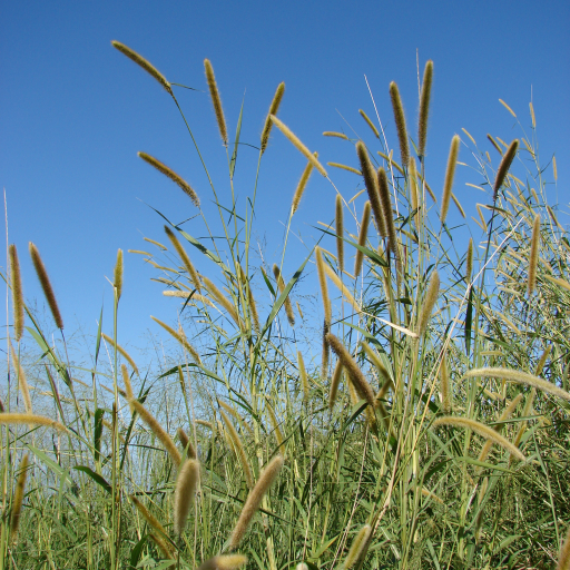 Pennisetum Purpureum