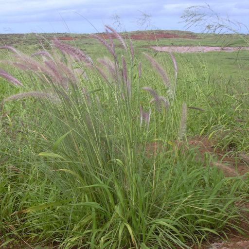 Pennisetum Setaceum