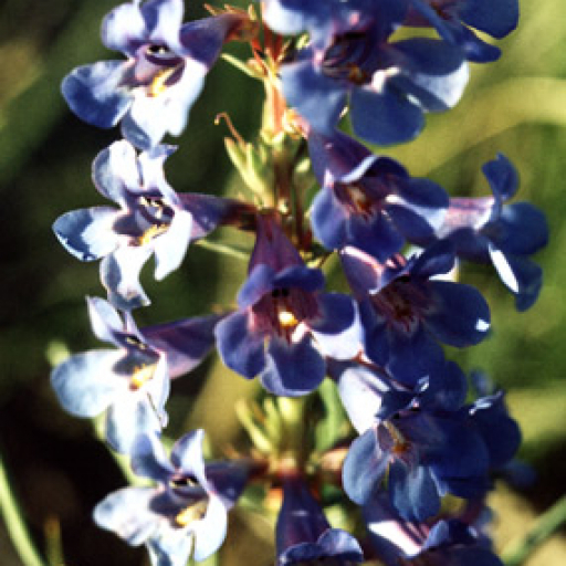 Penstemon Angustifolius