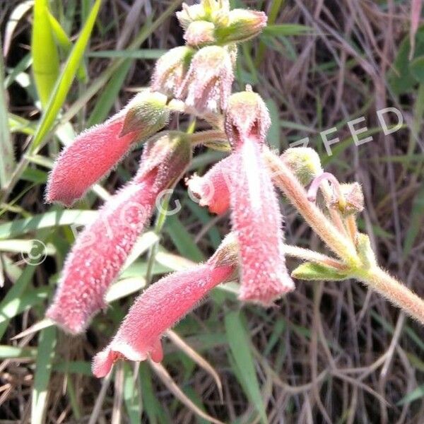 Penstemon Baccharifolius