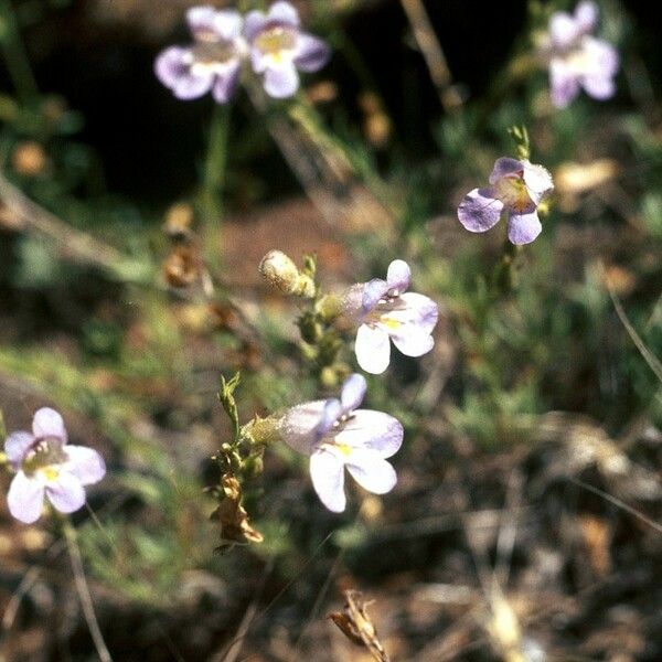 Mat Penstemon