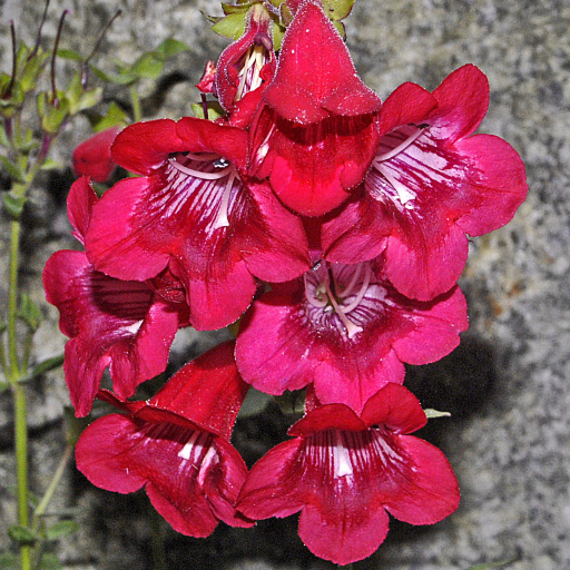 Penstemon Hartwegii