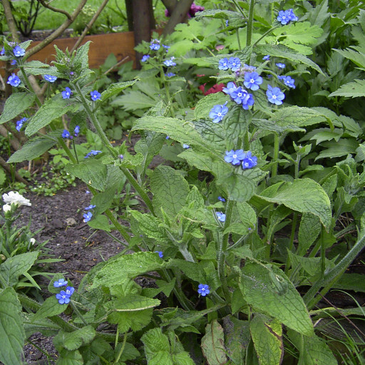 Pentaglottis Sempervirens