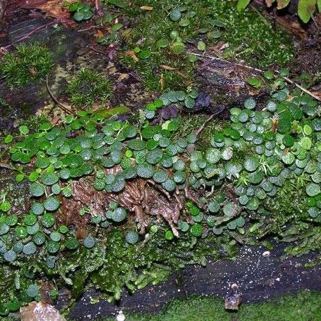 Peperomia Emarginella