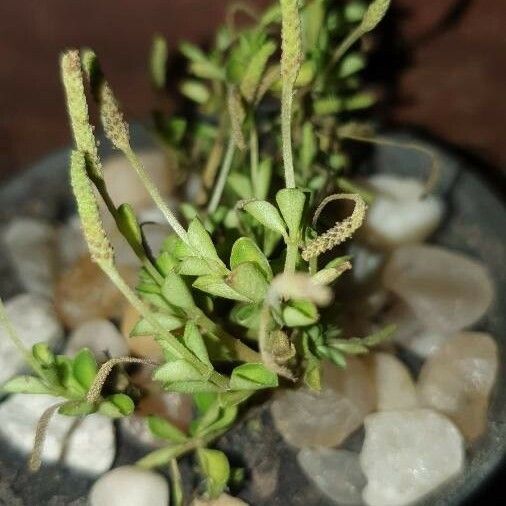 Peperomia Quadrifolia