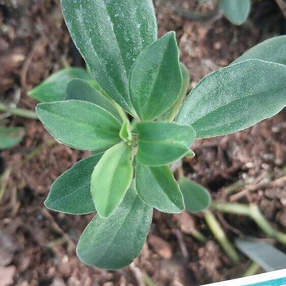 Peperomia Trinervula
