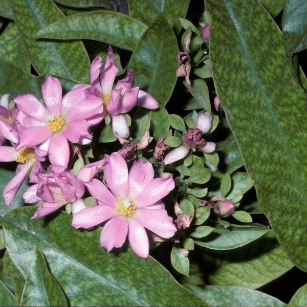 Pereskia Grandiflora