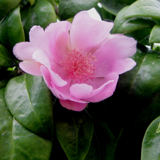 Pereskia Quisqueyana