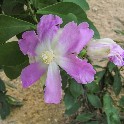 Pereskia Sacharosa