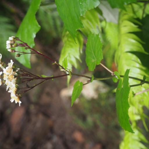 Pericallis Appendiculata