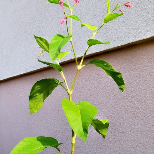 Persicaria Orientalis
