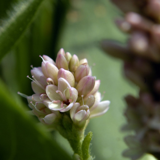Persicaria Pensylvanica