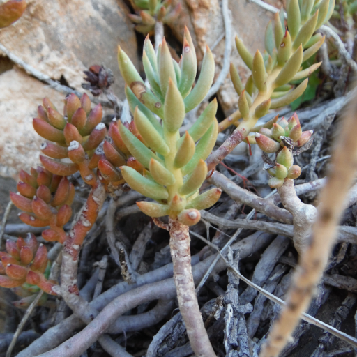 Petrosedum Sediforme