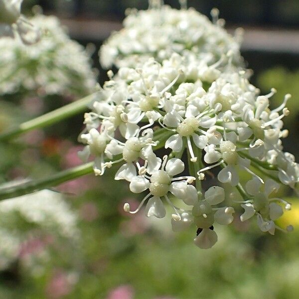 Peucedanum Austriacum