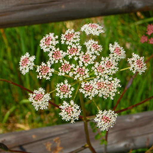 Peucedanum Cervaria