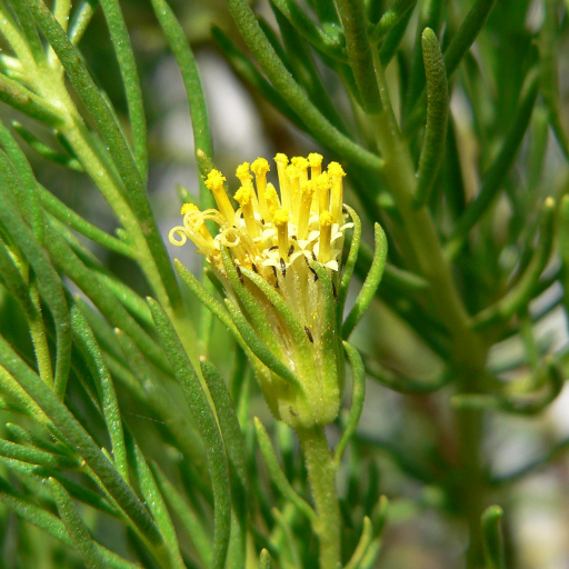 Peucephyllum Schottii