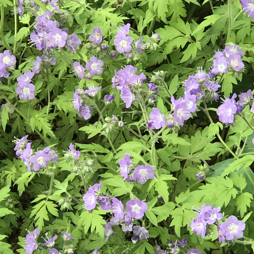 Phacelia Bipinnatifida
