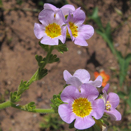 Phacelia Brachyloba