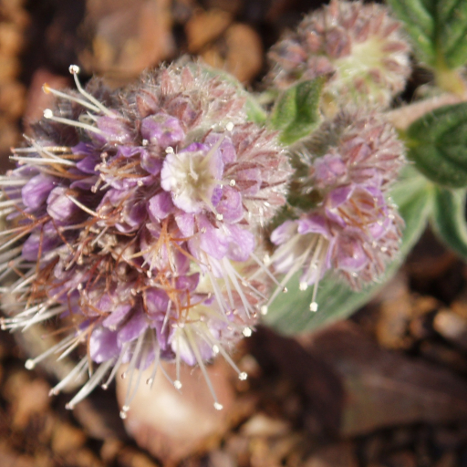 Phacelia Californica