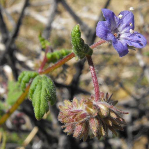Phacelia Distans
